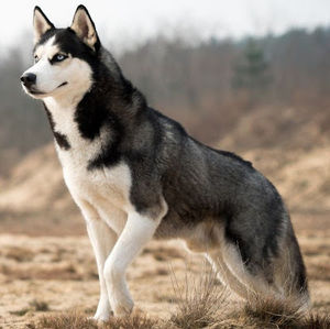 Meet your Posher, Kael